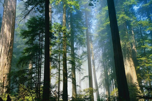 Photo de troncs d arbres géants