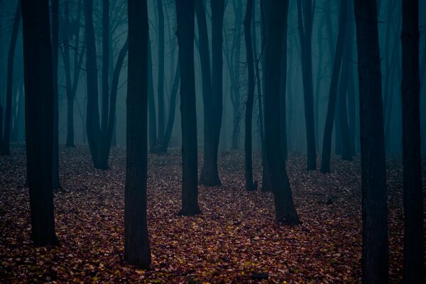 Troncos de árboles desnudos, alfombras de hojas marchitas crean un ambiente de bosque sombrío