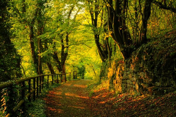 Foresta autunnale lungo la strada