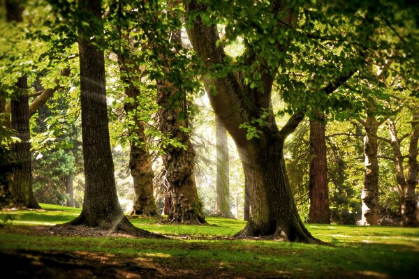 Promienie słoneczne przebijają się przez gałęzie zielonych drzew