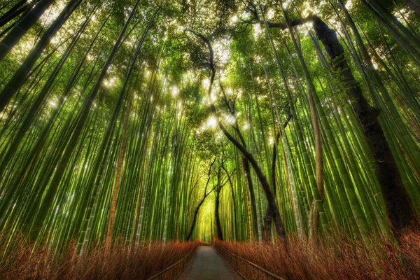 Wąska ścieżka wewnątrz bambusowego gaju