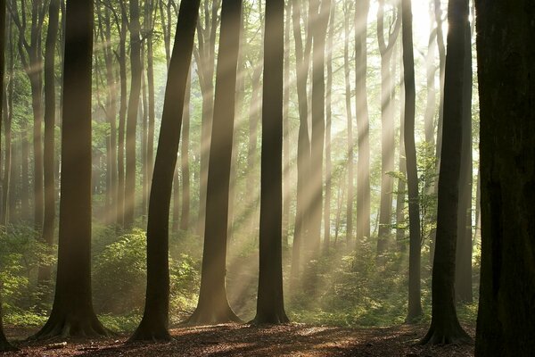 Los rayos del sol iluminan los árboles