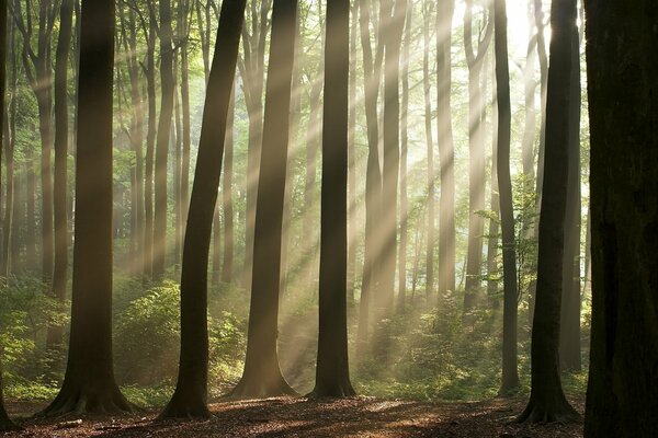 Les rayons du soleil illuminent les arbres