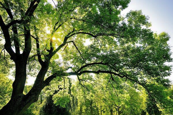 The sun s rays shine through the crown of the tree