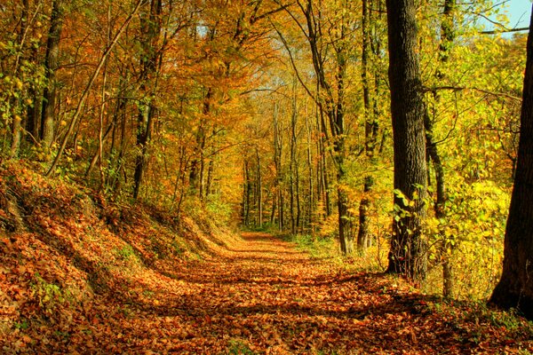 Herbststraße mit Blättern übersät