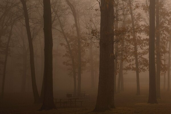 Bruma de la mañana en el bosque oscuro