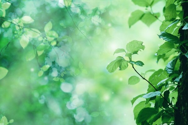 Les rayons du soleil tombent sur les feuilles des arbres