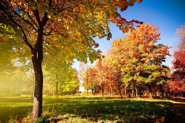 Bosque de otoño por la mañana, follaje caído