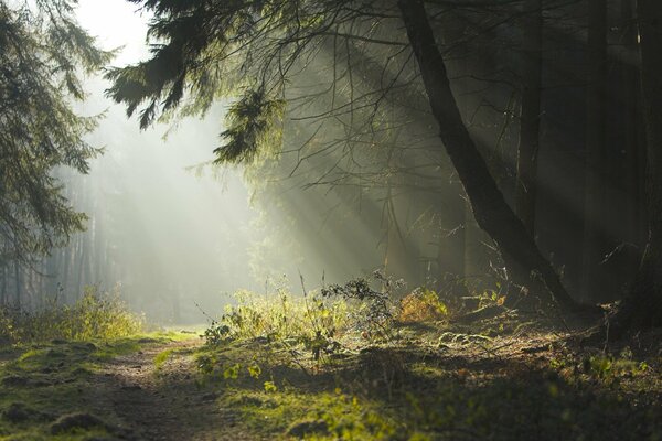 Evening walk before going to bed