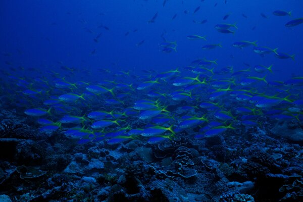 Troupeau de poissons bleus dans l océan