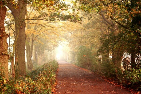 Sentiero forestale intorno alla foresta autunnale