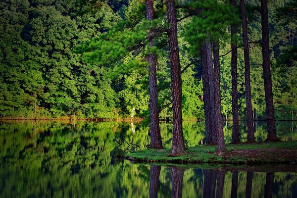 Reflexion im Wasser des Waldes