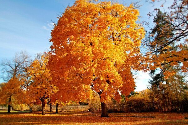 Árboles de otoño dorados en el borde del bosque