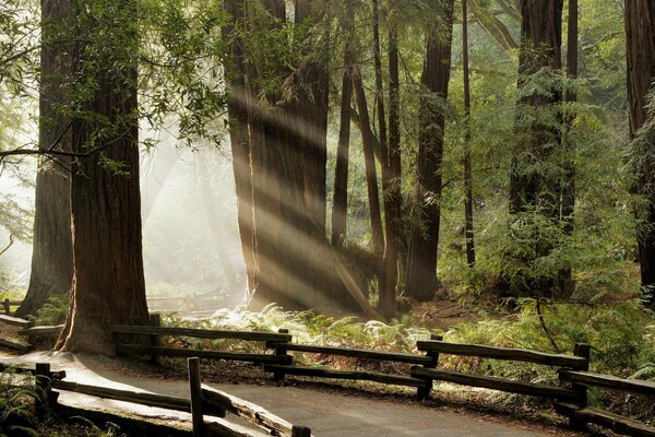 The sun s rays illuminate the forest path