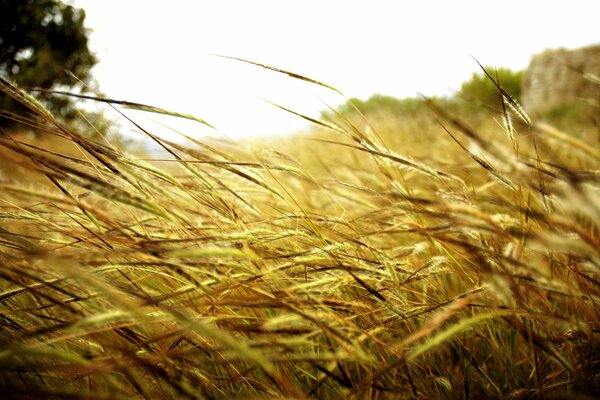 Die Stängel des Grases in einem riesigen Feld