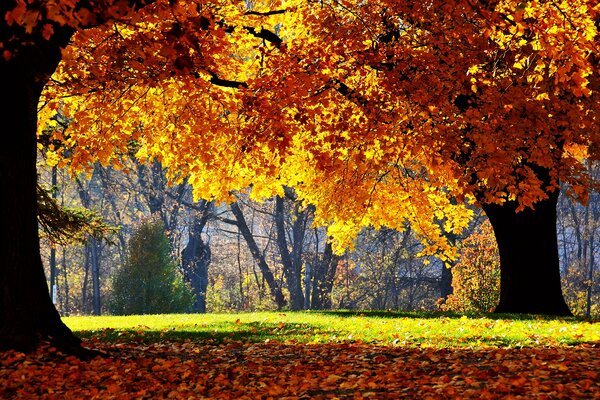 Nature photography in the park in autumn