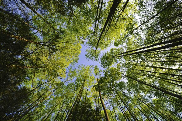 The crowns of the trees rest against the sky