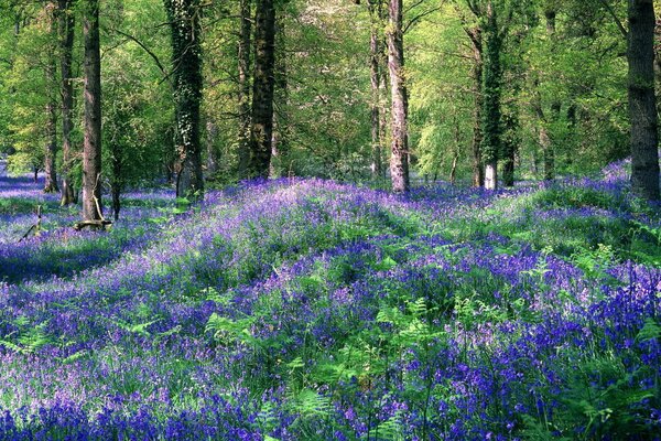 A clearing with purple flowers in the forest