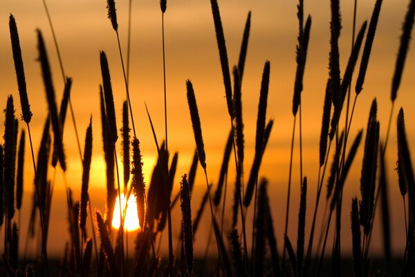 Ährchen bei orangefarbenem Sonnenuntergang