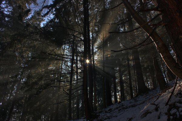 Hermoso sol en el bosque de invierno