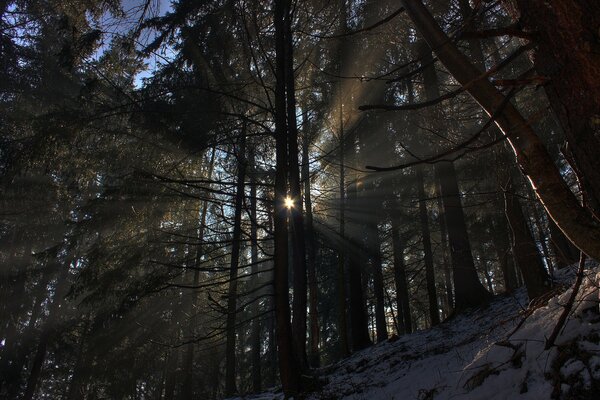 Piękne słońce w zimowym lesie