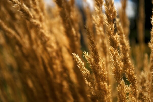 Macro disparo de hierba seca en el campo