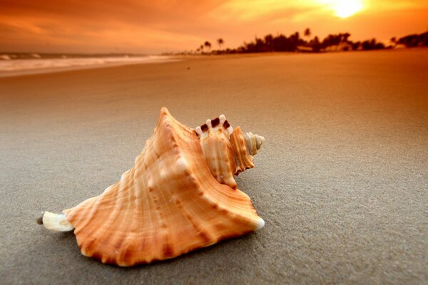 Grand coquillage au bord de la mer