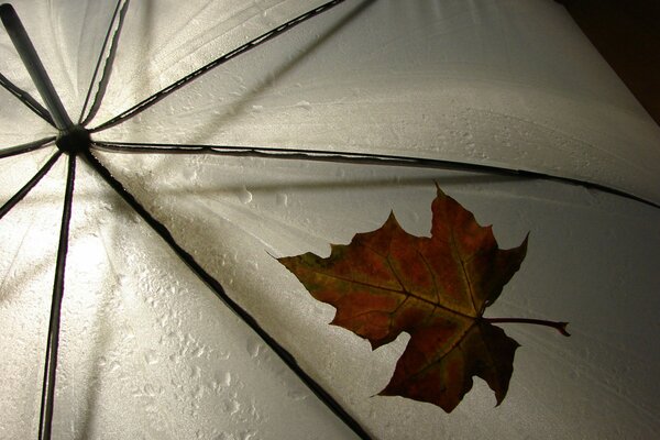 Das Blatt auf den Regenschirm fiel bei regnerischem Wetter