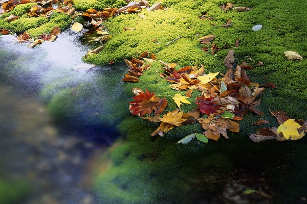 Herbstlaub in einem Bach in Japan