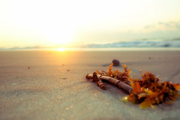 Palo en la arena en la playa durante el amanecer