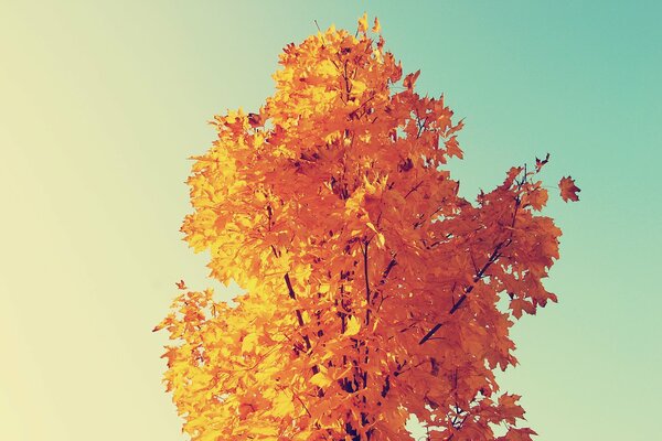 Baum mit goldenem Laub auf Himmelshintergrund