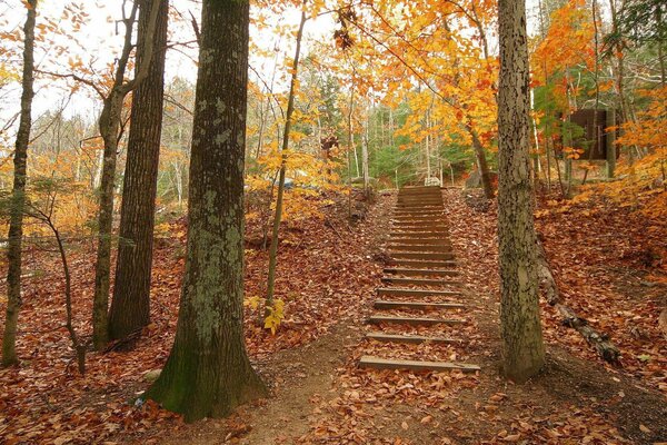 Cozy landscape of the autumn forest