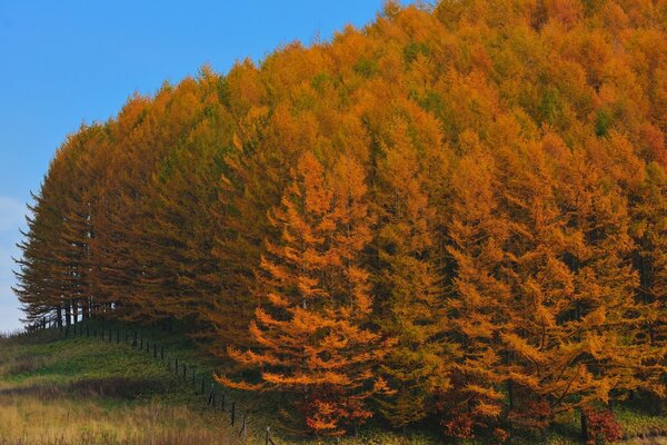 Mesmerizing autumn forest in Japan