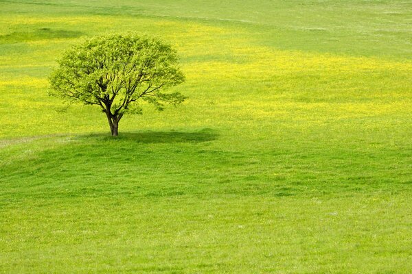 Visione succosa: erba, albero, verde