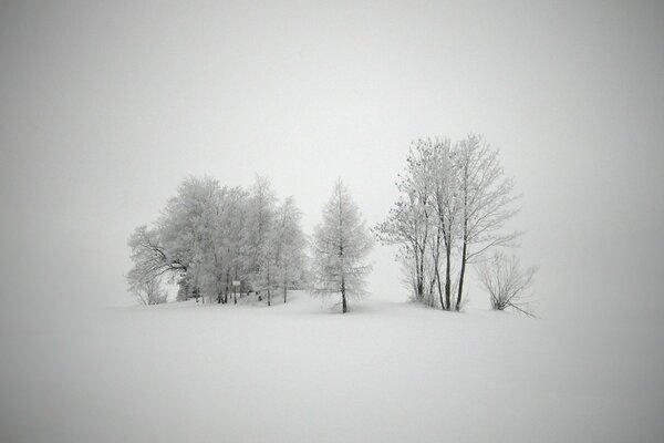 Laconic winter landscape with trees