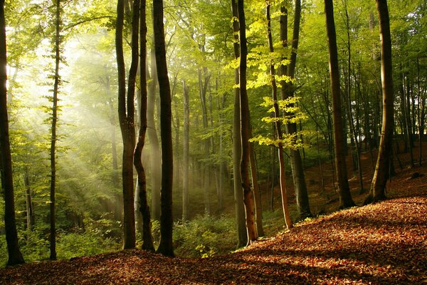 Ein goldener Sonnenstrahl dringt durch die Bäume