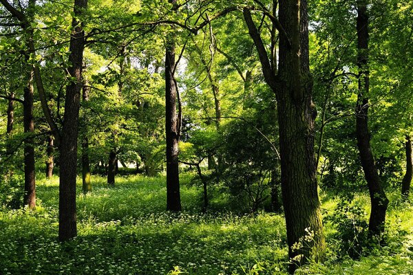 Summer view of the forest thicket