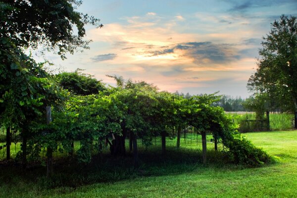 Photo d un vignoble dans un fond vert