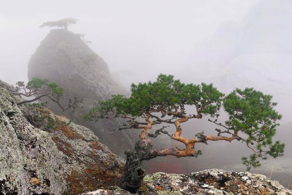 Roca de niebla en la Crimea de verano