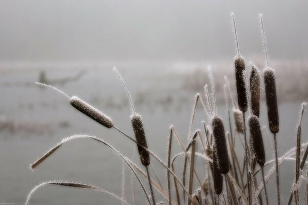 Schilf im Frost auf dem Hintergrund des Flusses