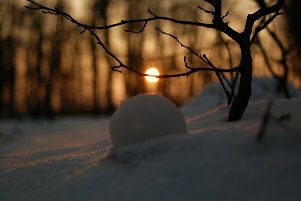 Foresta invernale nella neve durante il tramonto