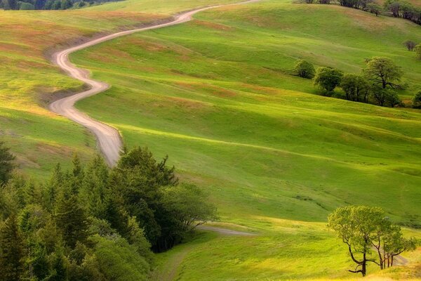 Passerelle entre les buissons sur une Prairie verte