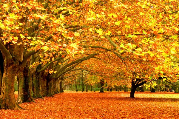 Caduta delle foglie d autunno e fotografo