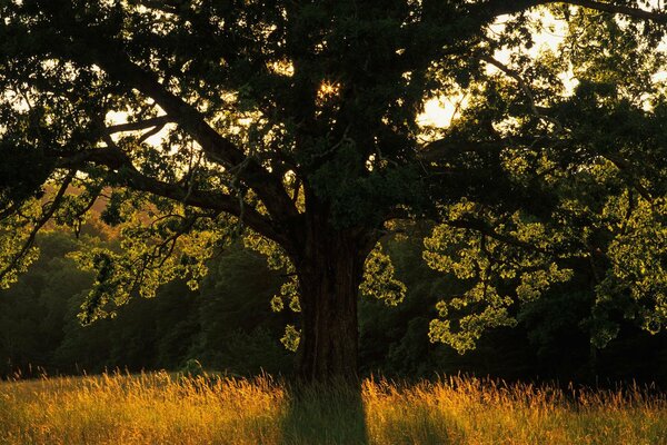 Rays of light break through the crown of the tree