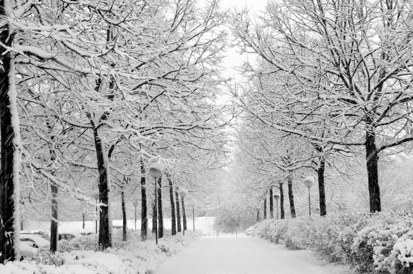 Passeggiata nella natura attraverso il parco invernale