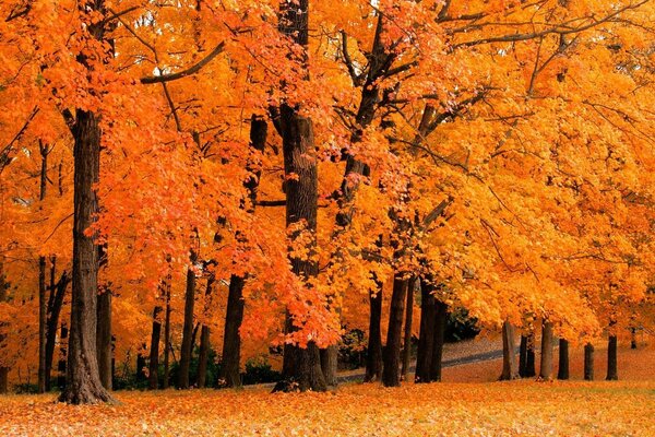 Naturaleza otoñal del bosque en el parque