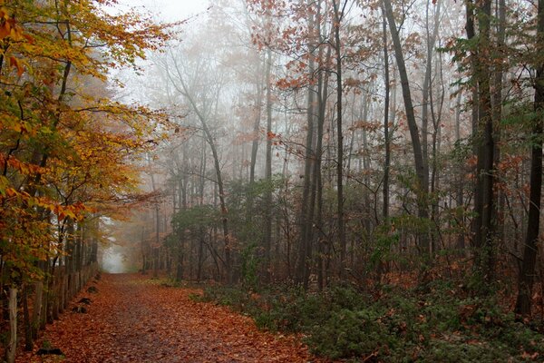 All the autumn beauty in the golden forest