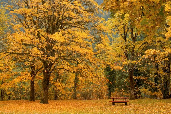 Very beautiful autumn in the forest. The bench is waiting for its similar