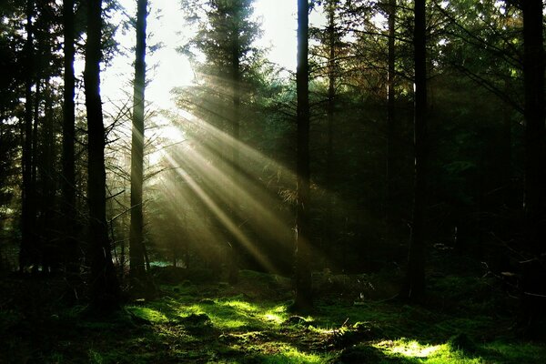 The rays of the sun in the pine forest