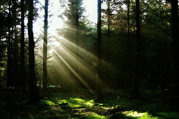 Raggi di sole nella pineta